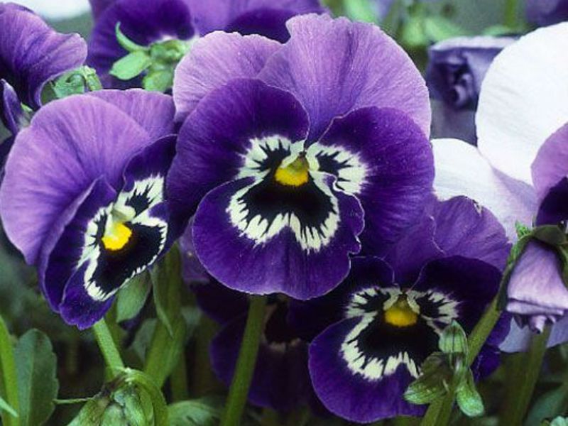 Viola wittroca Viola grandiflorum