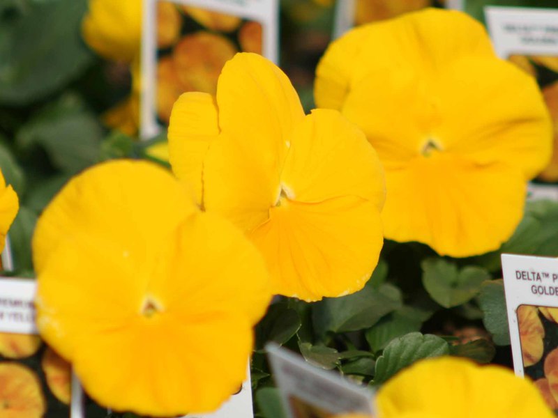 Viola grandiflorum Maćuhice