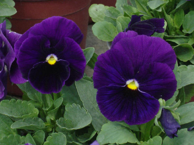 Viola i njene sorte Viola - djevojački cvijet
