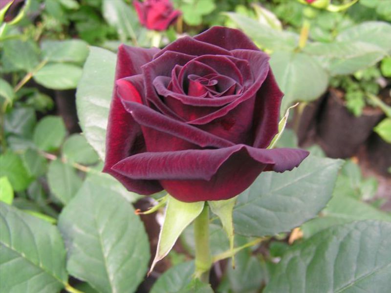 Crna magija - uzgoj cvijeća crne magije Rose Black Magic - značajke razmnožavanja i njege.