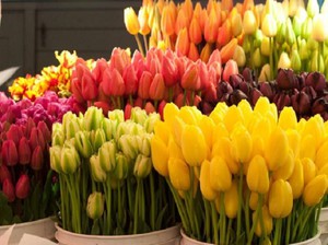 Pohranjivanje tulipana - metode i trikovi.