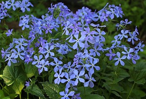 Phlox canadensis razlikuje se po neobičnoj cvjetnoj čaši.