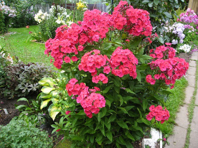 Phlox višegodišnja fotografija cvjetnog grma Višegodišnji floksi su cvjetne vrtne biljke.