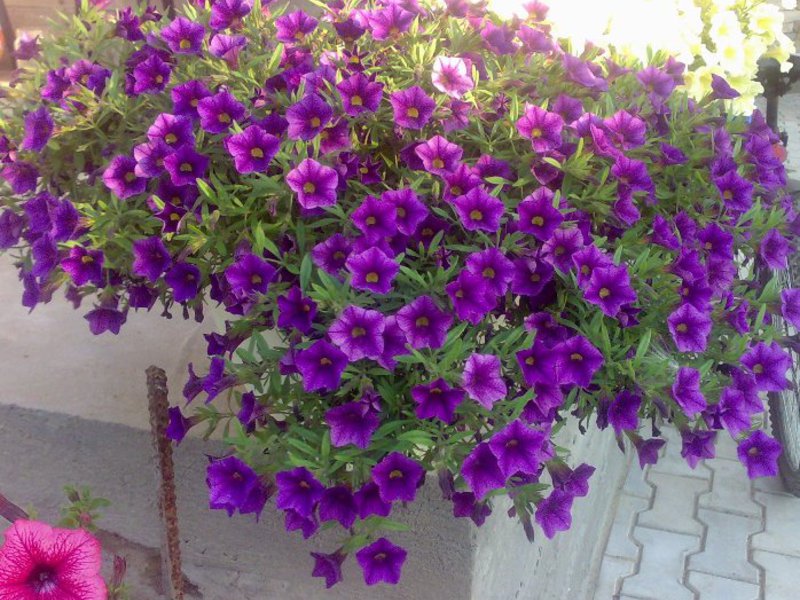 Njega cvijeća Nemesia Kako raste nemesia