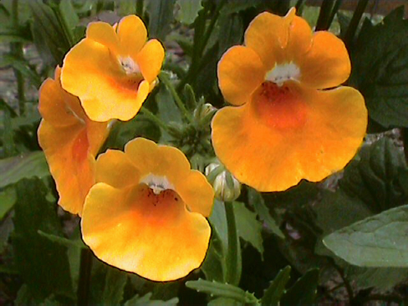 Cvijet Nemesia Štetnici Nemesia