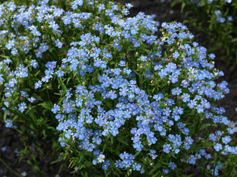 Plavo vrtno cvijeće nemesia Sorta Nemesia za vrt