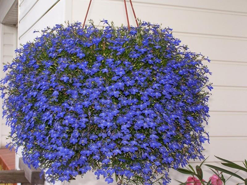 Plavo vrtno cvijeće nemesia Vrtni cvijet nemesia