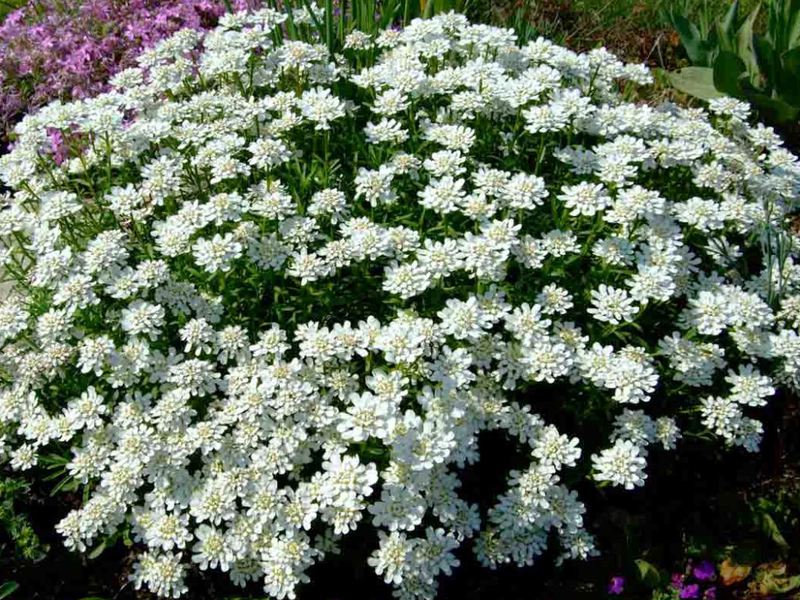 Vrt vječni cvijet nemesia Sorte i vrste nemesije