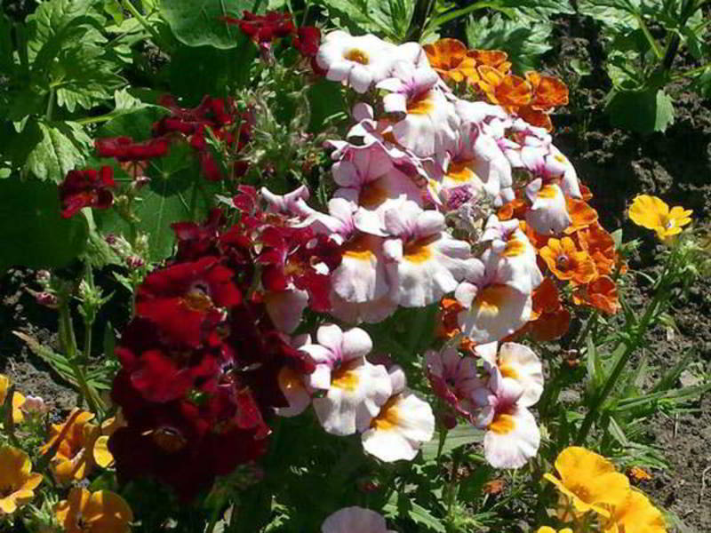 Upotreba cvijeta nemesia u dizajnu Kako saditi nemeziju