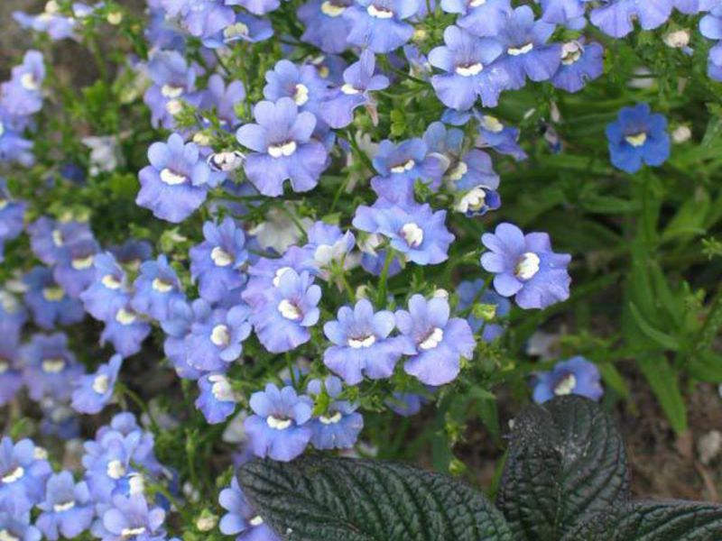Kako raste nemesia Uzgoj nemezije