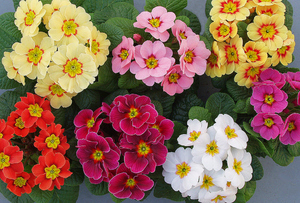 Primula Akaulis mješavina