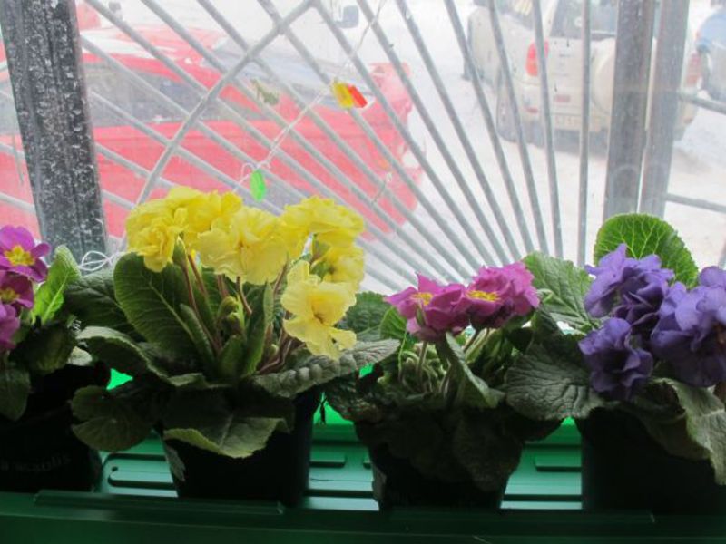 Primula Akaulis Kako uzgajati jaglac akaulis