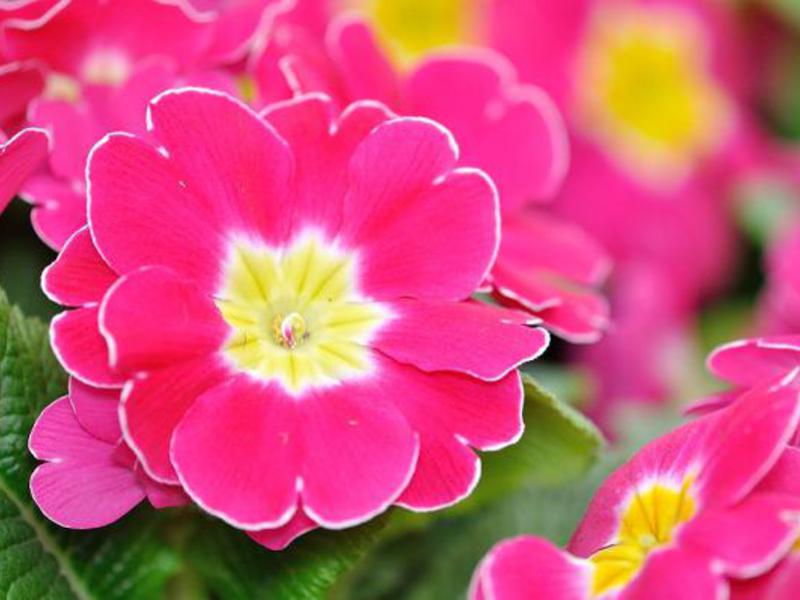 Primula Akaulis Sorta jaglaca