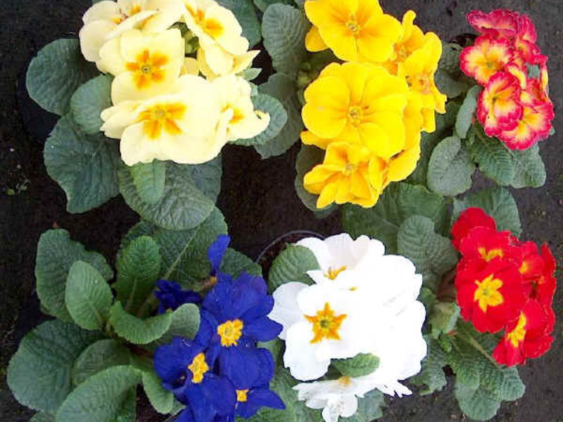 Primula obkonika Kako jaglac raste