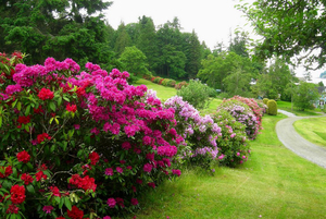 Rododendroni u vrtu
