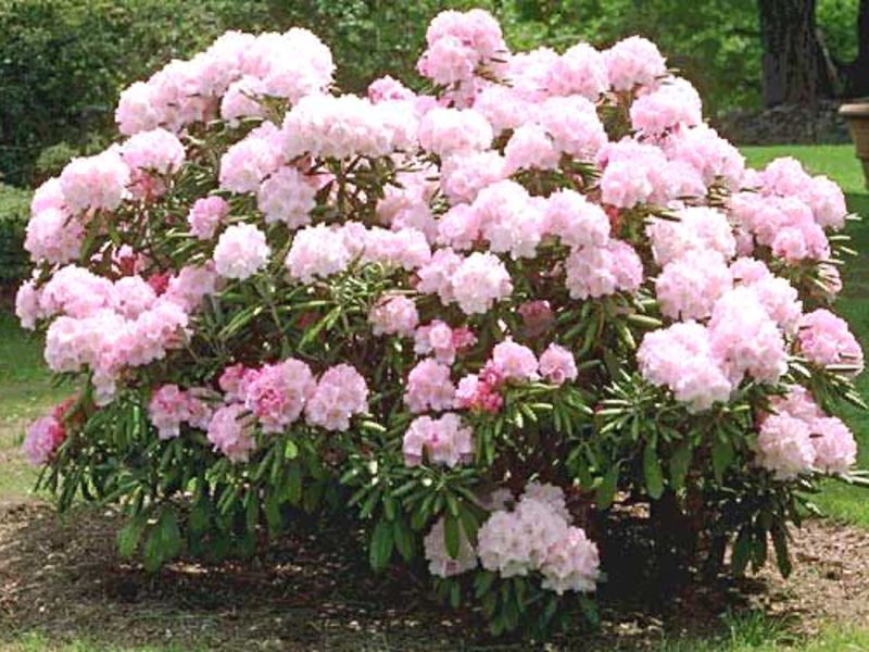 Bujni grm rododendrona Rododendroni u vrtu