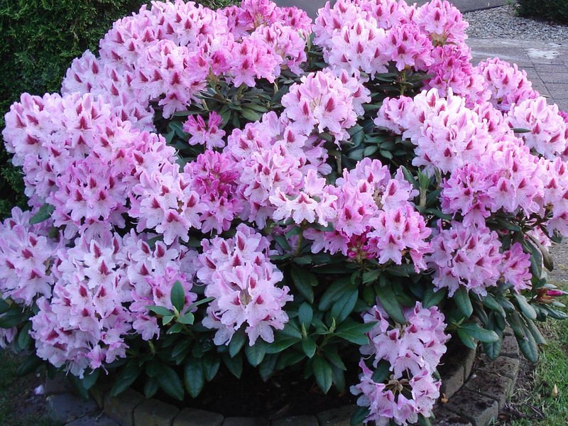 Ružičasti vrtni cvjetovi rododendron Rhododendron: sadnja, njega i uzgoj