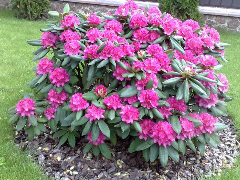 Grmlje nevjerojatne ljepote i trajanja cvatnje Cvjetni rododendronski grm