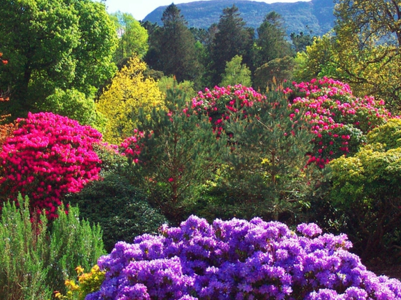 Kako saditi rododendrone Sadnja i odabir mjesta za rododendron