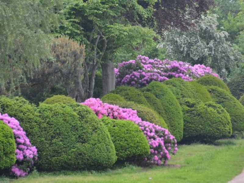 Rododendroni u vrtu Vrtni grmlje rododendron