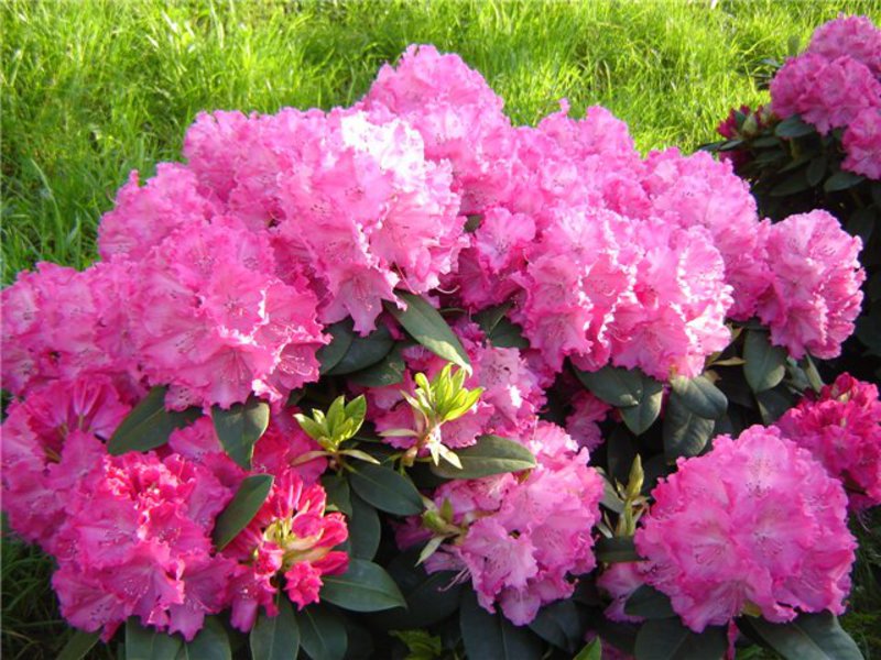 Nježni cvjetovi rododendrona žute boje Koliko dugo cvjeta rododendron