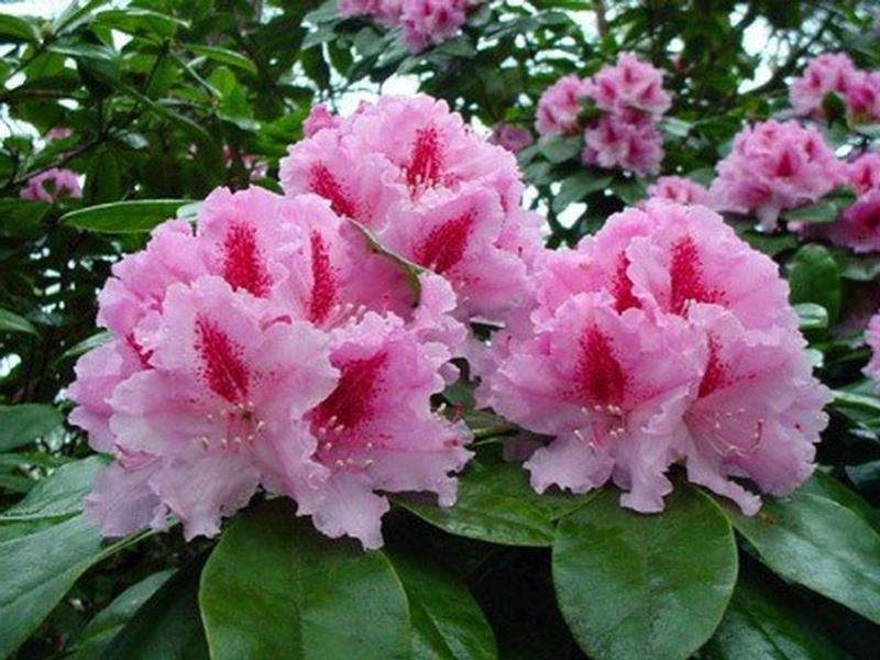 Uzgoj rododendrona na mjestu Rododendroni u vrtu