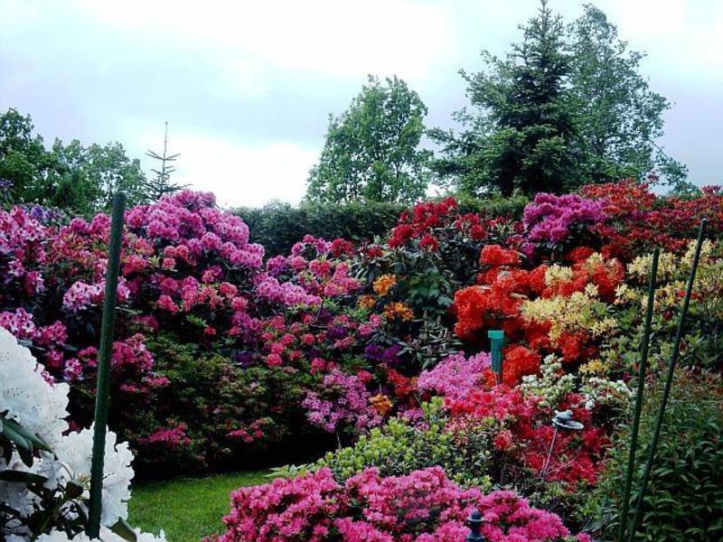 Rododendroni u vrtu Vrtni rododendron
