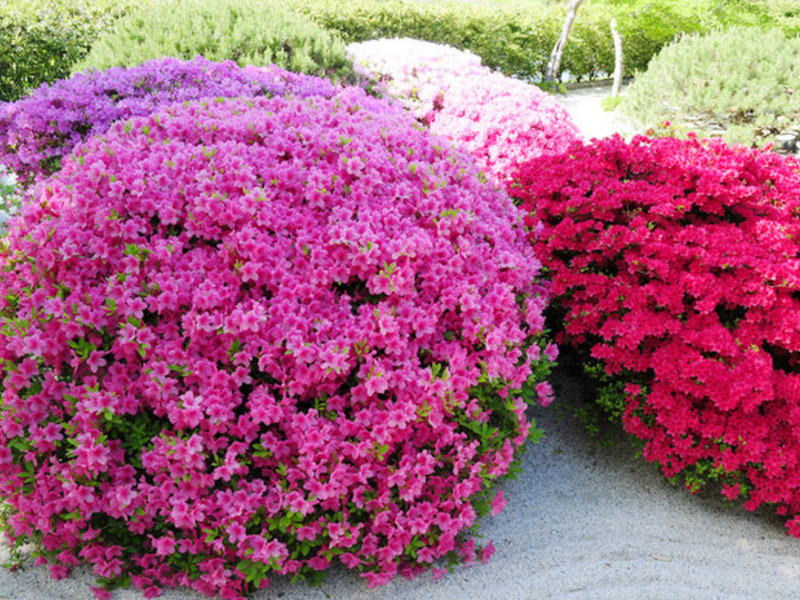 Uzgoj rododendrona Rhododendron na mjestu