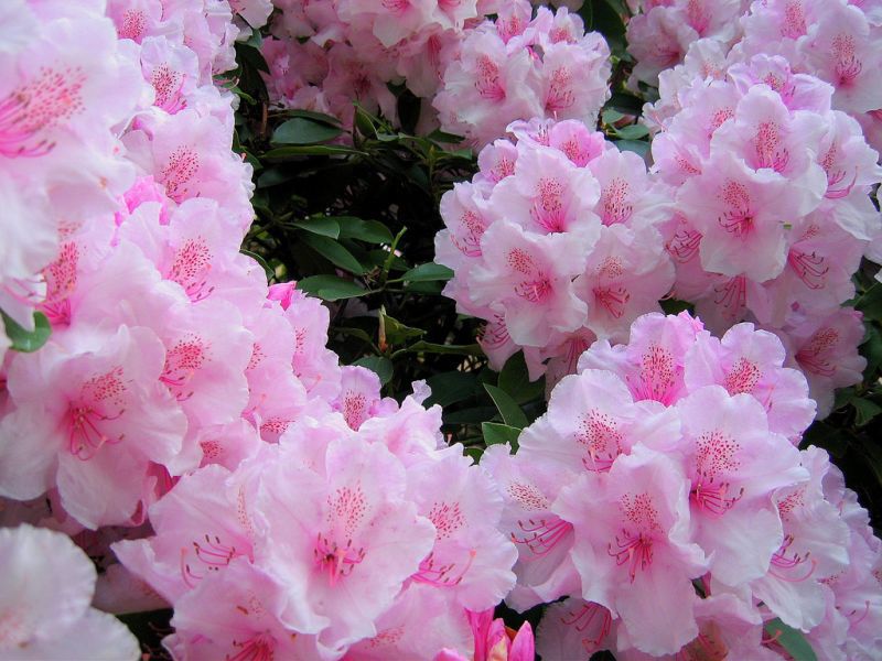 Nježni cvjetovi rododendrona žute boje Rhododendron: sadnja, njega i uzgoj