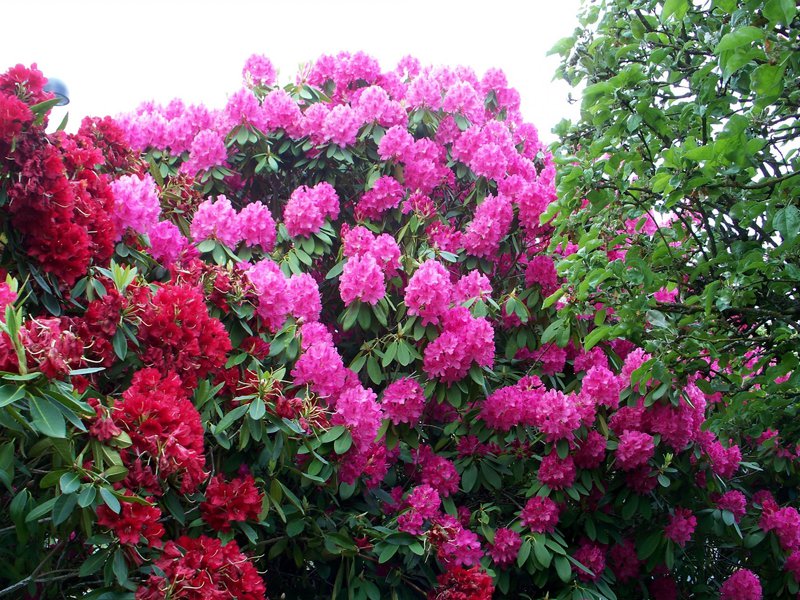 Sadnja i briga o grmlju Kako zalijevati rododendron