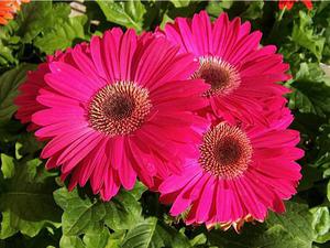 Bolesti Gerbera