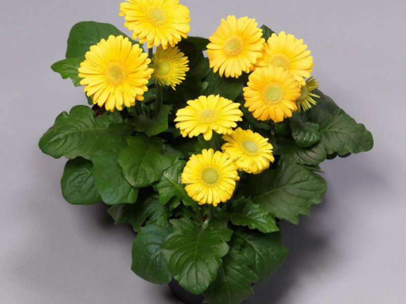 Sorte i vrste gerbere Šarolika ljepotica gerbera