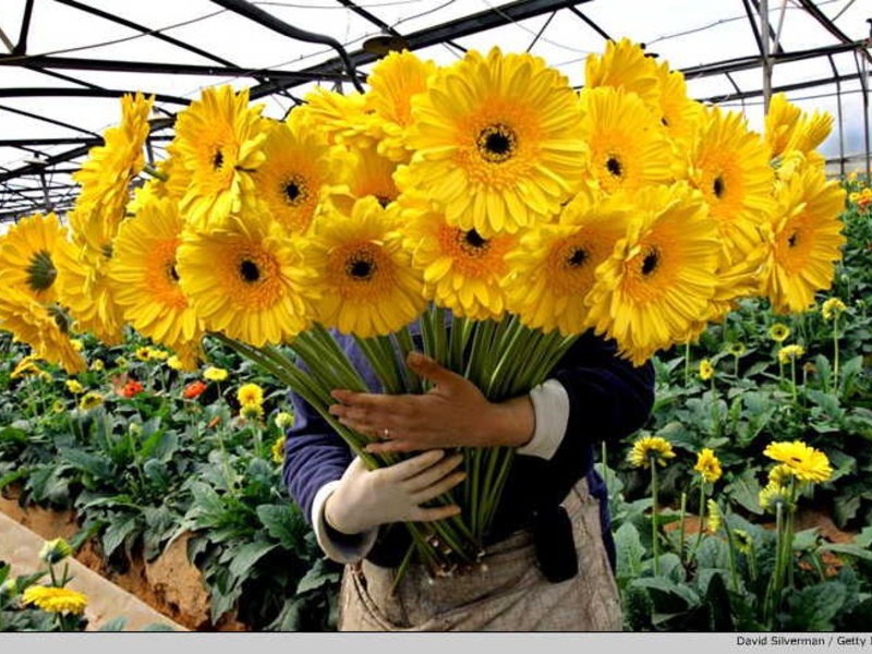 Kako se uzgajaju gerbere Razdoblje cvatnje gerbera