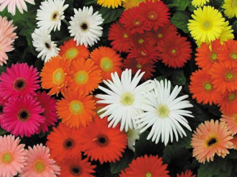 Gerbera cvatu Kojim bojama cvjeta gerbera