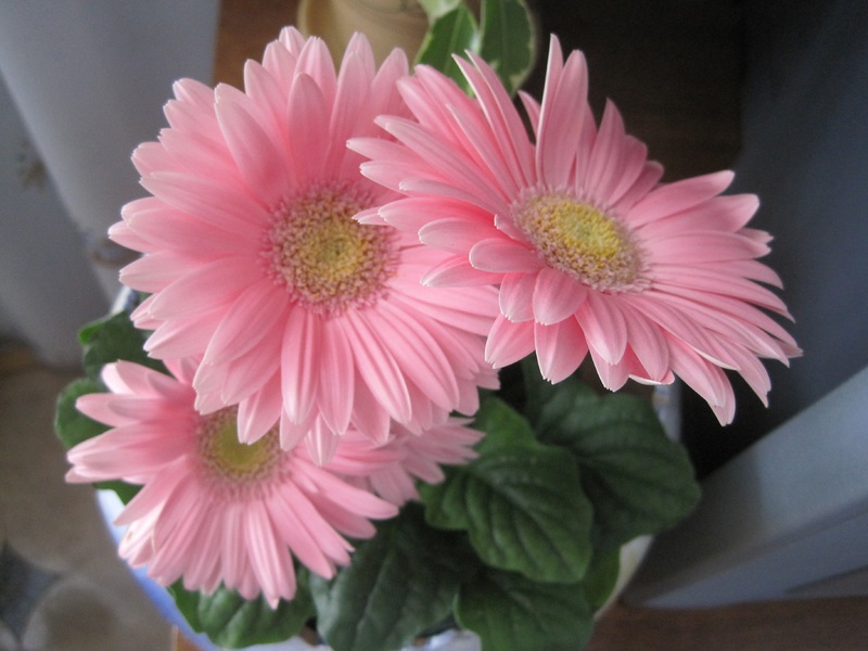 Kako uzgajati gerberu Metode uzgoja gerbera