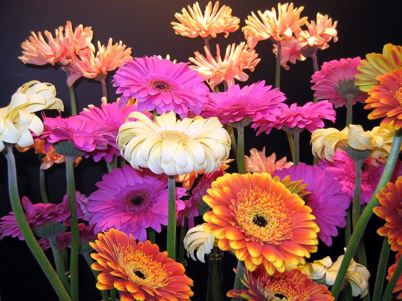 Bojanje gerbera Kojim cvjetovima cvjeta gerbera
