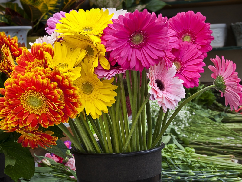 Štetnici cvijeta gerbera Šarolika ljepotica gerbera