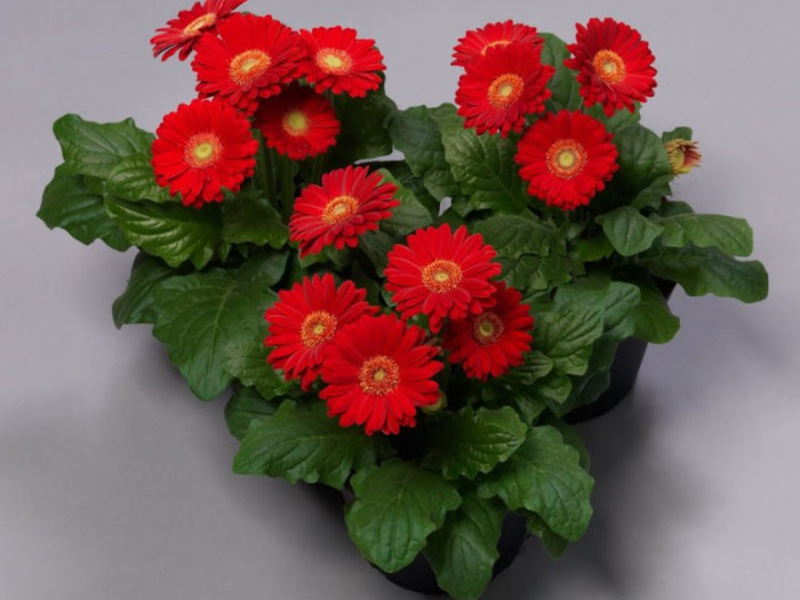 Sobna gerbera Bolesti Gerbera
