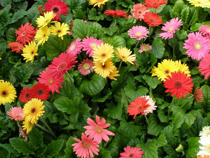 Njega gerbera Uzgoj sjemena gerbere