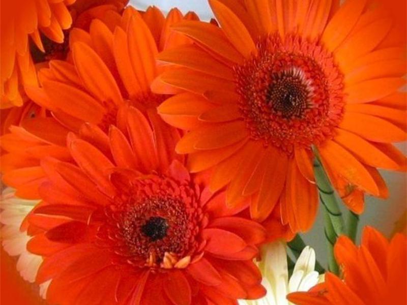 Gerbera cvatu Sorte Gerbera