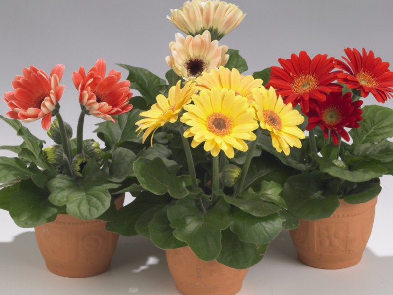 Kako cvjeta gerbera Uzgoj sjemena gerbere