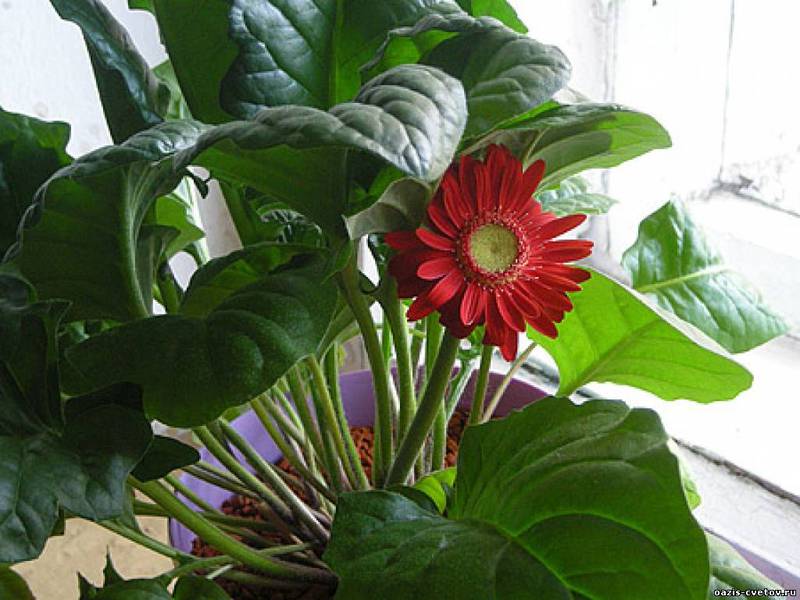 Uzgoj sjemena gerbere Bolesti Gerbera