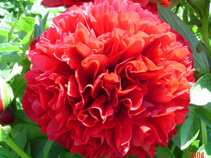 Crveni božur Peonies - cvjetovi cara