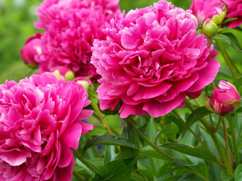 Prekrasni božur kranovi Peonies - cvjetovi cara