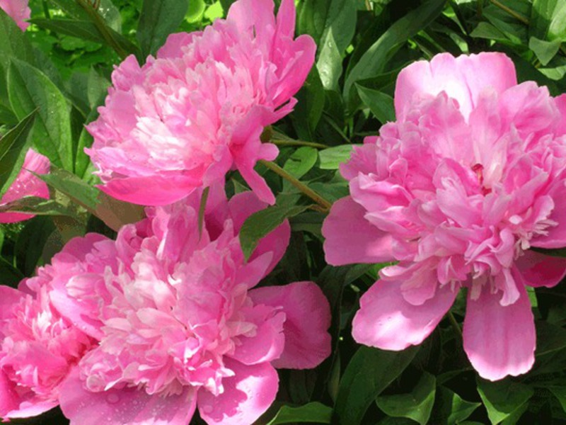 Cvatući božuri Peonies - cvjetovi cara