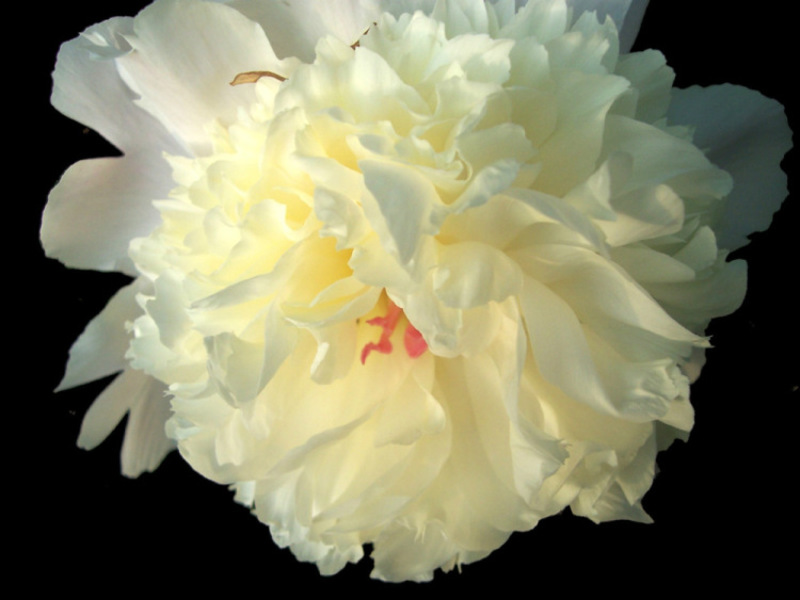 Bijeli božur Peonies u vrtu