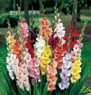 Klasifikacija gladiola