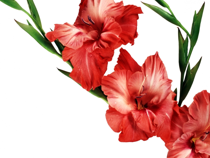Kako izgleda cvijet gladiola Kada saditi gladiole