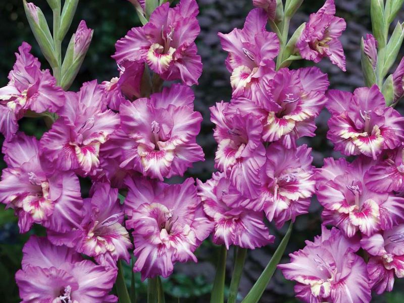 Njega gladiola Sadnja i briga za gladiole