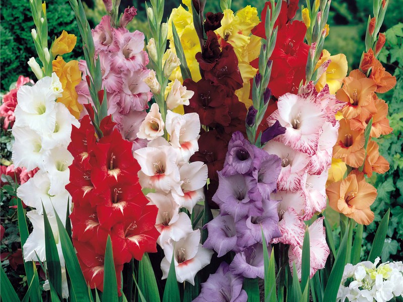 Kako pravilno saditi gladiole Kako izgleda gladiola